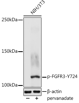 Phospho-FGFR3-Y724 Polyclonal Antibody