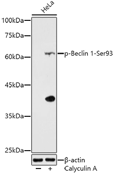 Phospho-Beclin 1-Ser93 Polyclonal Antibody
