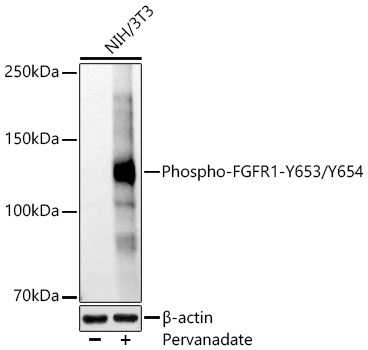 Phospho-FGFR1-Y653/Y654 Polyclonal Antibody