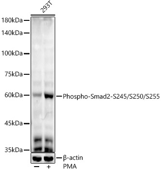 Phospho-Smad2-S245/S250/S255 Monoclonal Antibody [2X1I8]