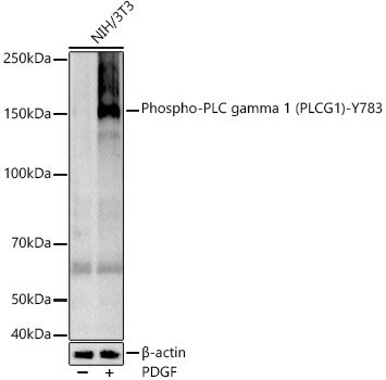 Phospho-PLC gamma 1 (PLCG1)-Y783 Monoclonal Antibody [5I7E8]