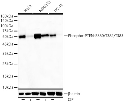 Phospho-PTEN-S380/T382/T383 Monoclonal Antibody [8N8G3]