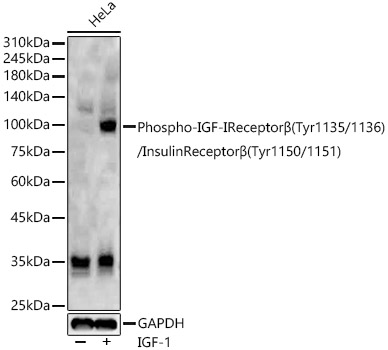 Phospho-IGF-IReceptorB(Tyr1135/1136)/InsulinReceptorB(Tyr1150/1151) Polyclonal Antibody