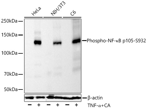 Phospho-NF-kappaB p105-S932 Monoclonal Antibody [8B9G6]