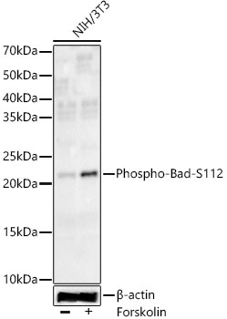 Phospho-Bad-S112 Monoclonal Antibody [4T8L8]