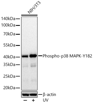 Phospho-p38 MAPK-Y182 Monoclonal Antibody
