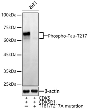 Phospho-Tau-T217 Monoclonal Antibody [8X9E10]