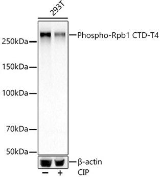 Phospho-Rpb1 CTD-T4 Monoclonal Antibody [10A5H5]