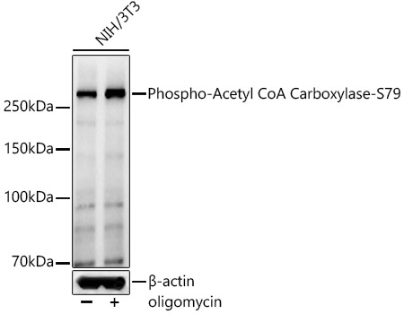Phospho-Acetyl CoA Carboxylase-S79 Polyclonal Antibody