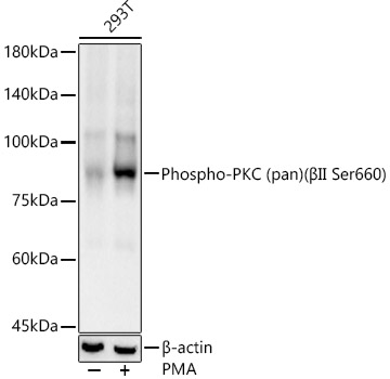 Phospho-PKC (pan) (BII Ser660) Monoclonal Antibody [4G2I2]
