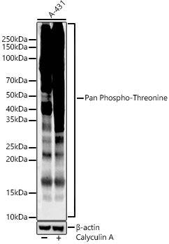 Pan Phospho-Threonine Monoclonal Antibody [6K2H0]