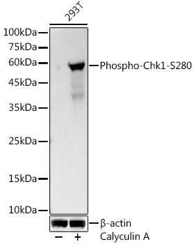 Phospho-Chk1-S280 Monoclonal Antibody [1Y9J8]