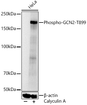 Phospho-GCN2-T899 Polyclonal Antibody