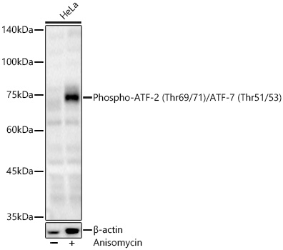 Phospho-ATF-2 (Thr69/71)/ATF-7 (Thr51/53) Polyclonal Antibody