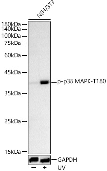 Phospho-p38 MAPK-T180 Polyclonal Antibody