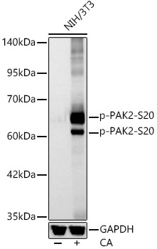 Phospho-PAK2-S20 Monoclonal Antibody [1R0F6]