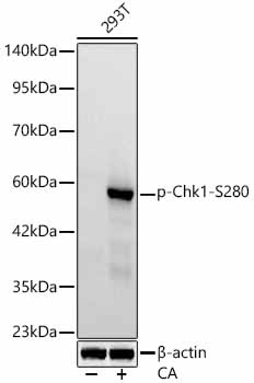 Phospho-Chk1-S280 Monoclonal Antibody [6Y6I4]