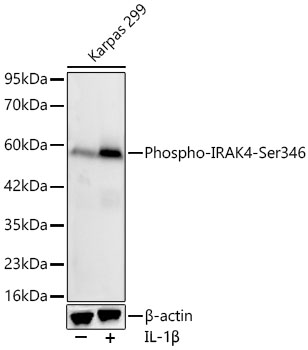 Phospho-IRAK4-Ser346 Monoclonal Antibody [5S6H8]