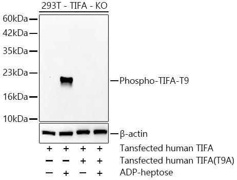 Phospho-TIFA-T9 Monoclonal Antibody [1S0A1]