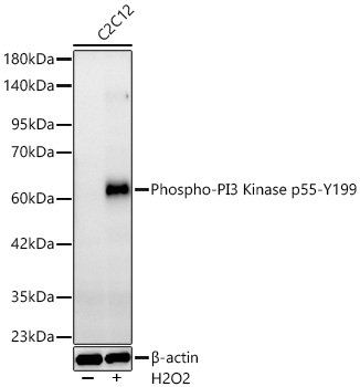 Phospho-PI3 Kinase p55-Y199 Monoclonal Antibody [0S8K5]