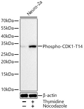 Phospho-CDK1-T14 Monoclonal Antibody [3V7A1]