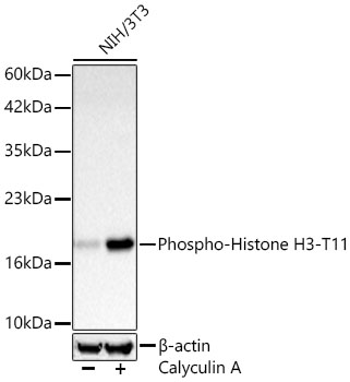Phospho-Histone H3-T11 Monoclonal Antibody [5S10U9]