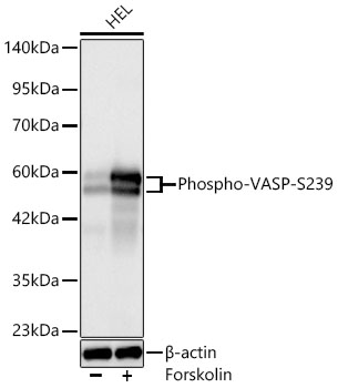 Phospho-VASP-S239 Monoclonal Antibody [5J0N3]