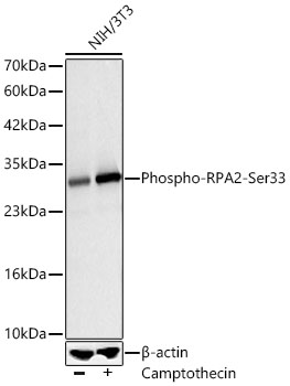 Phospho-RPA2-Ser33 Monoclonal Antibody [10W1Z3]