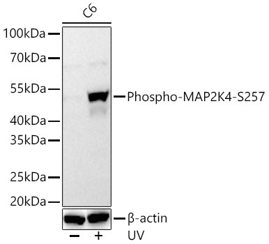 Phospho-MAP2K4-S257 Monoclonal Antibody [1B7B6]
