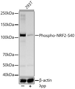 Phospho-NRF2-S40 Monoclonal Antibody [2Z5J6]