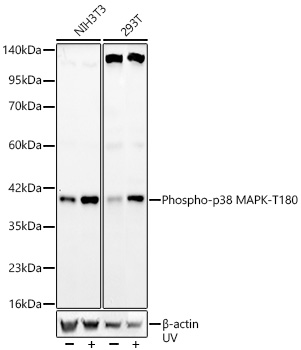 Phospho-p38 MAPK-T180 Monoclonal Antibody [8K1E3]