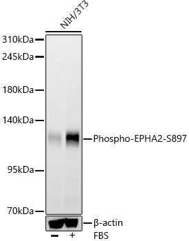 Phospho-EPHA2-S897 Monoclonal Antibody [6G3J3]