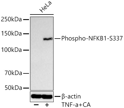 Phospho-NFKB1-S337 Monoclonal Antibody [10C3I2]