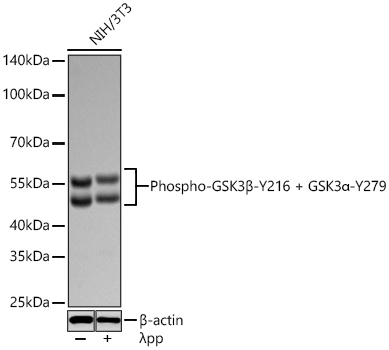 Phospho-GSK3B-Y216 + GSK3a-Y279 Monoclonal Antibody [8I6S3]