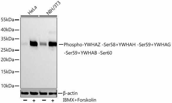 Phospho-YWHAZ -Ser58+YWHAH -Ser59+YWHAG-Ser59+YWHAB -Ser60 Monoclonal Antibody [2M6G4]