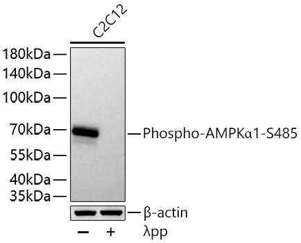 Phospho-AMPKa1-S485 Monoclonal Antibody [9U7Z2]