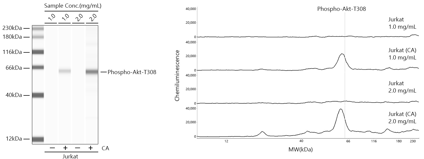 Phospho-Akt-T308 Monoclonal Antibody [1Y6T7]