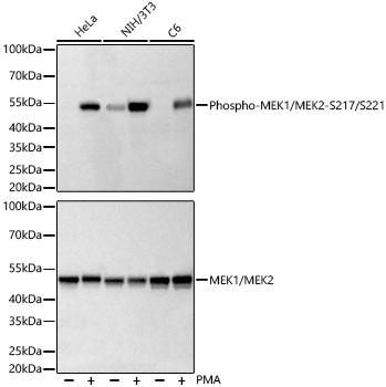 Phospho-MEK1/MEK2-S217/S221 Monoclonal Antibody [8O3V3]
