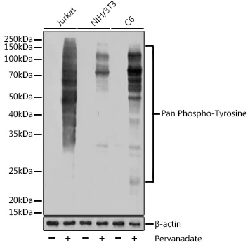 Pan Phospho-Tyrosine Monoclonal Antibody [4I9N5]