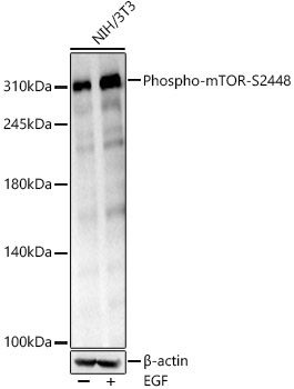 Phospho-mTOR-S2448 Monoclonal Antibody [2Z4L3]