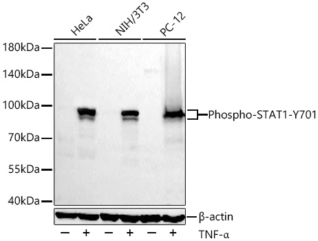 Phospho-STAT1-Y701 Monoclonal Antibody [9R3F3]