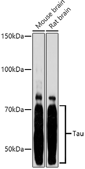 Tau Polyclonal Antibody