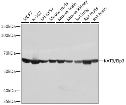 KAT9/Elp3 Monoclonal Antibody [3R3U5]