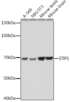 STIP1 Monoclonal Antibody [4S8L6]
