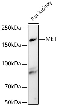 MET Polyclonal Antibody