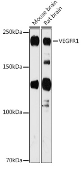 VEGFR1 Polyclonal Antibody