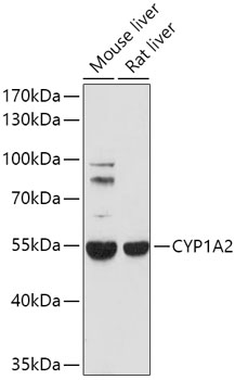 CYP1A2 Polyclonal Antibody