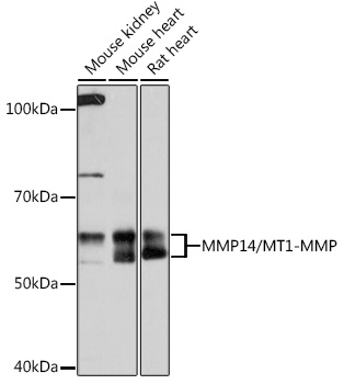 MMP14/MT1-MMP Monoclonal Antibody [6T7L3]