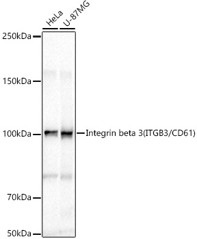 Integrin beta 3 (ITGB3/CD61) Polyclonal Antibody