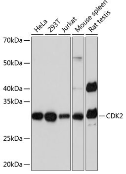 CDK2 Monoclonal Antibody [10E0N5]